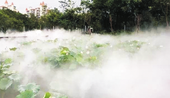 景區(qū)造景降溫